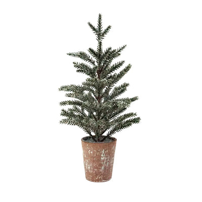 Potted Pine Tree